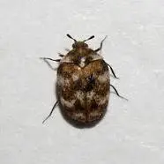 https://creepycrawlypestcontrol.com/wp-content/uploads/2019/06/Varied-Carpet-Beetle.jpg.webp