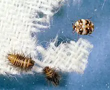 Carpet Beetles – Plant Clinic
