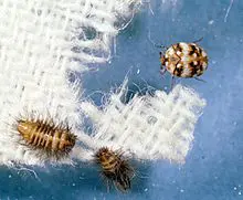 https://creepycrawlypestcontrol.com/wp-content/uploads/2019/06/furniture-carpet-beetle.jpg.webp