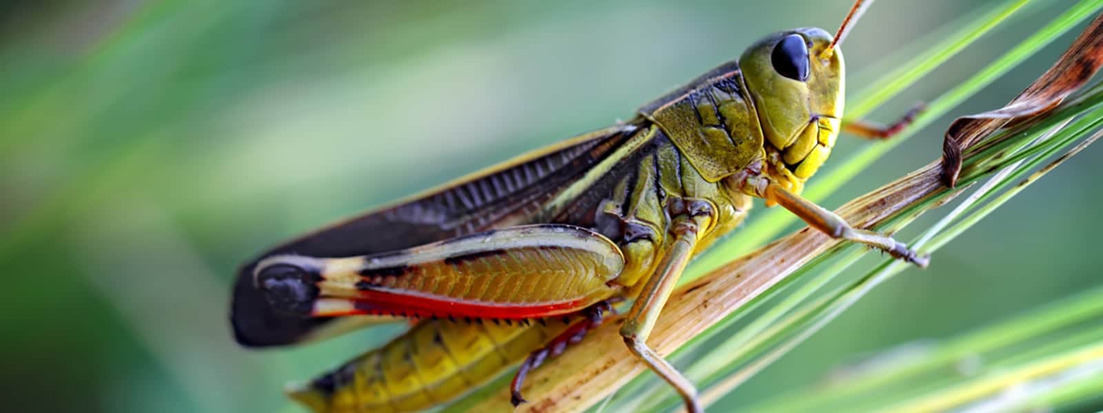 Chirping Crickets - Creepy Crawly Pest Control